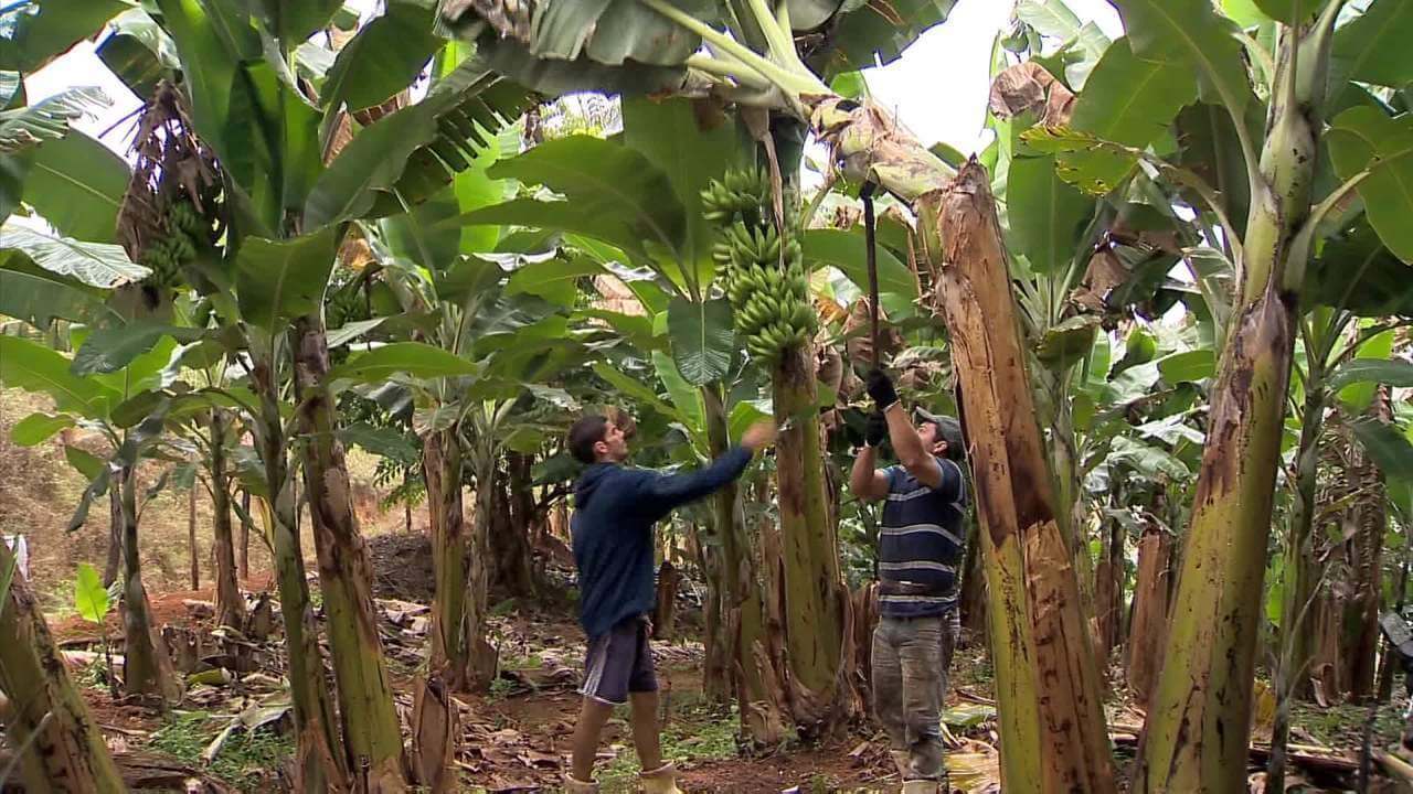 Festa da Banana em Piau
