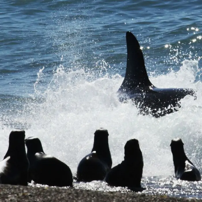Farol das orcas está entre os filmes sobre viagem da netflix