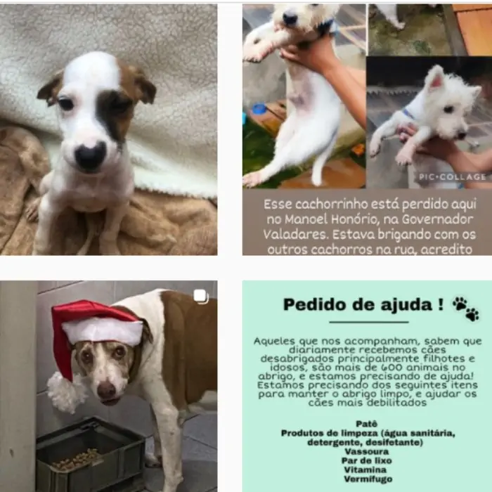 Adoção de Animais em Juiz de Fora - ONG SJPA (Foto: Divulgação/instagram)