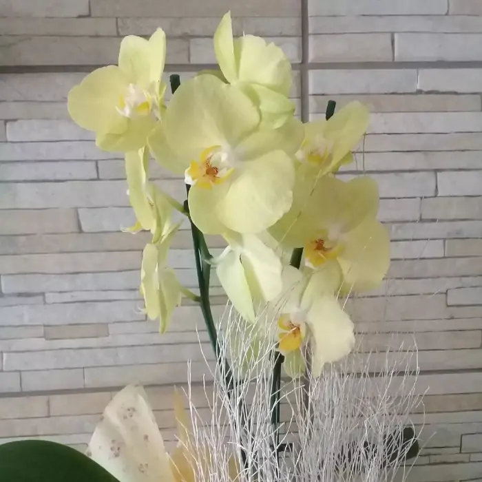 Floriculturas em Juiz de Fora: Jardim das Orquídeas (Foto: Instagram)